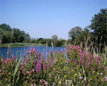 Bedfont Lakes image