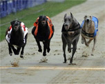 Crayford Greyhound Track image