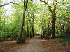 Highgate Wood image