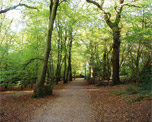 Highgate Wood image
