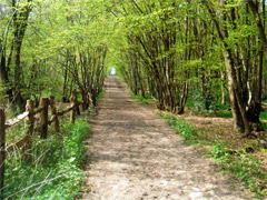 Ruislip Woods image