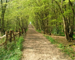 Ruislip Woods image