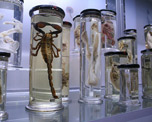 The Hunterian Museum image