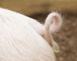 Mudchute City Farm image