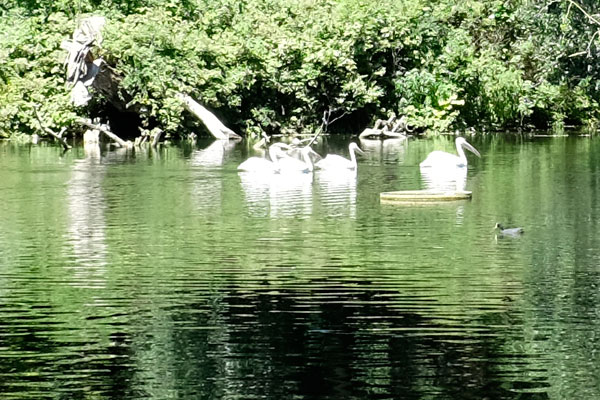 Pelicans in St James Park lake