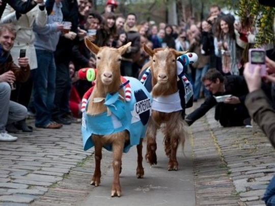 Oxford & Cambridge Goat Race image