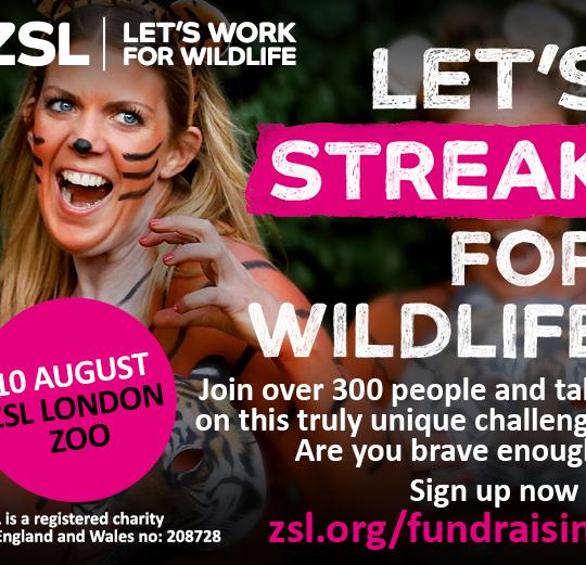 Streak for Tigers, ZSL London Zoo - Social Event in London