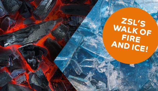ZSL Walk of Fire and Ice image