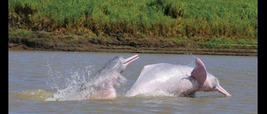 'A River Below': The fight for the Pink River Dolphin image