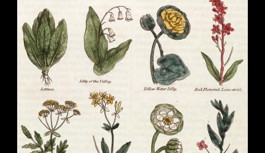 A History of Herbals image