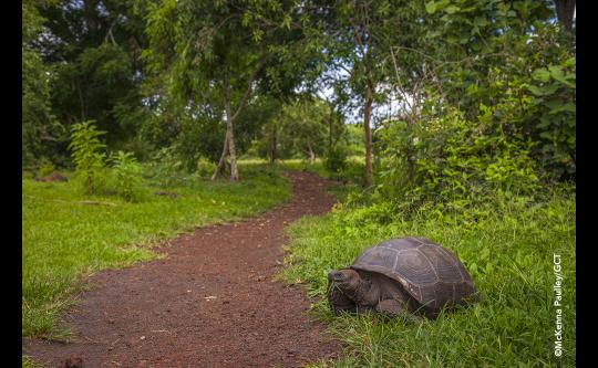 Galapagos Day 2018: conservation breakthroughs and innovations image