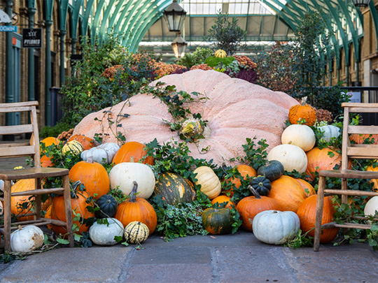 Europe's Largest Pumpkin Comes To Covent Garden image