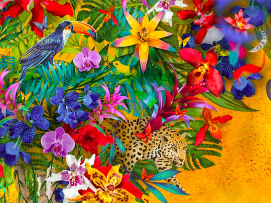 Orchids: Celebrate the Colour of Colombia image