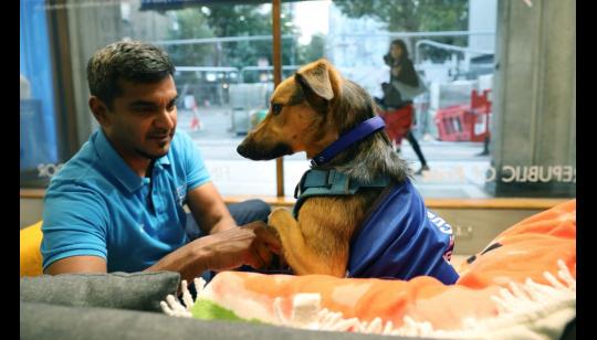 Valentine's Speed Dating with Battersea Dogs & Cats Home image