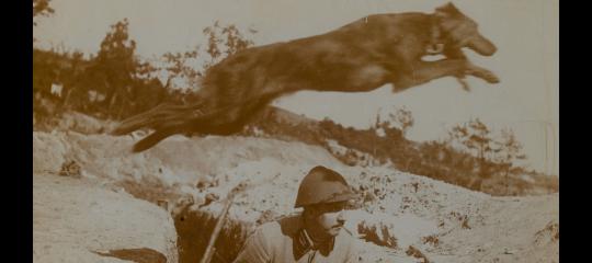 The British Messenger Dog Service in the First World War image