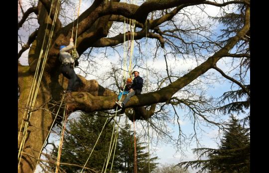The Great Big Tree Climb at Morden Hall Park! image