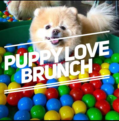 Puppy Brunch - Dog Friendly Screenings + Bottomless  Brunch image