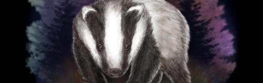 Badger (0-3 years) image