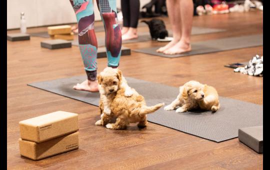 Puppy Yoga at The Curtain image