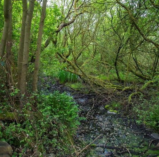 Member's Walk: Coppicing and Pollards image