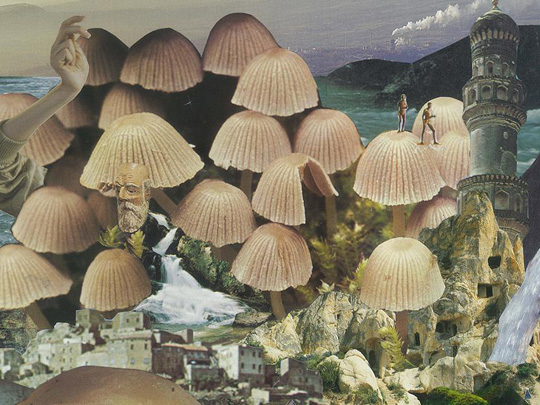 Mushrooms: The Art, Design And Future Of Fungi image