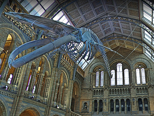 Virtual Natural History Museum image