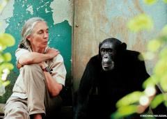 "My friends, the wild chimpanzees" by Dame Jane Goodall image