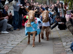 Oxford & Cambridge Goat Race image