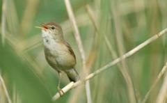 Introduction to birdsong  image