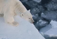 Greenpeace 4D Arctic Display image