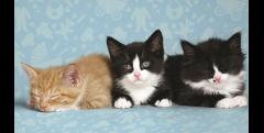 Kitten Shower at Battersea Dogs & Cats Home image