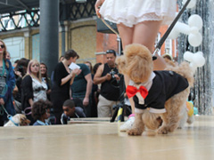 Paw Pageant 2013 image