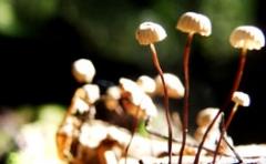 UK Fungus Day Walks  image