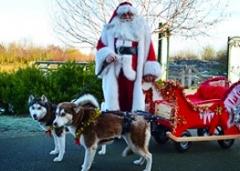 Santa & his huskies  image