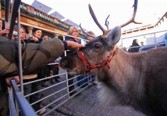 Live Reindeer at Covent Garden image