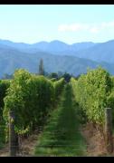 New Zealand Wine Masterclass image