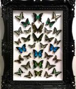 Half Price Sale: Framed Insects And Artworks By Theodore Askew image