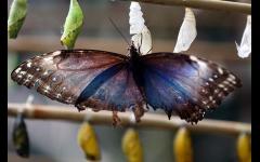 Sensational Butterflies image
