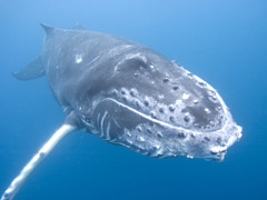 Whale Week image