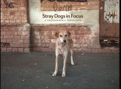 Stray Dogs in Focus: A Photographic Exhibition  image