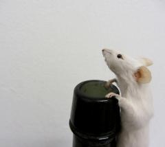Mouse Taxidermy Class image