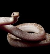 Crick Crack Club Talks: Eating the White Snake image