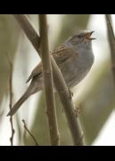 Introduction to Birdsong image