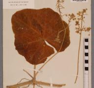 Day Trip: Cambridge University Herbarium image