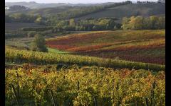 Wine Tasting 4 Week Course: Discover Italy image