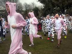 Cow vs Pig Charity Fun Run image