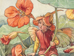 Flower Fairies: Botanical Magic image