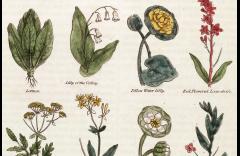 A History of Herbals image