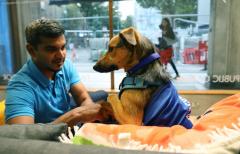 Valentine's Speed Dating with Battersea Dogs & Cats Home image