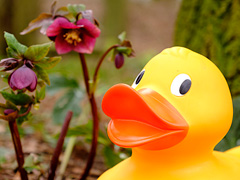 Giant Easter Duck Trail image